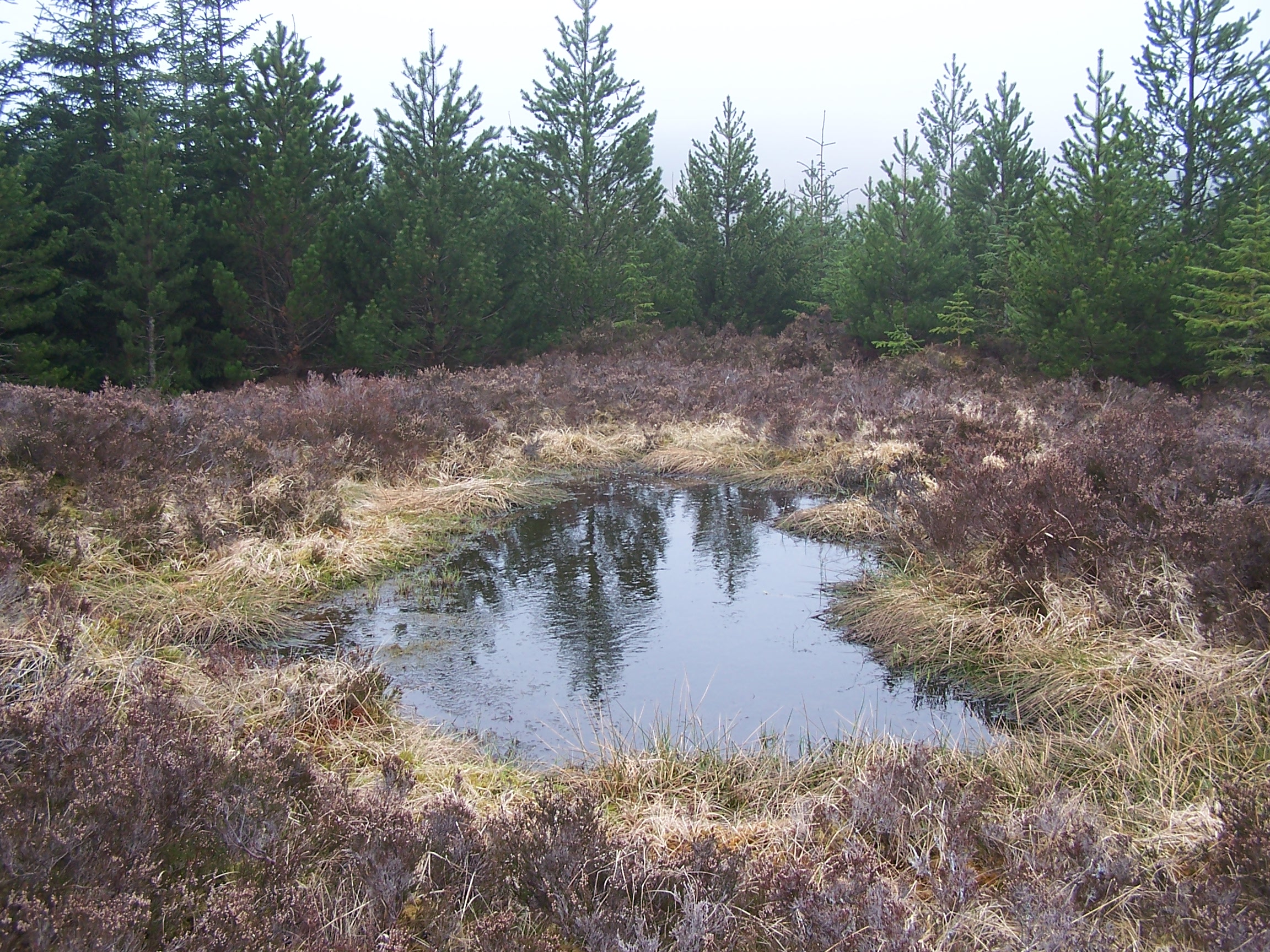Inchnacardoch Forest about Fort Augustus