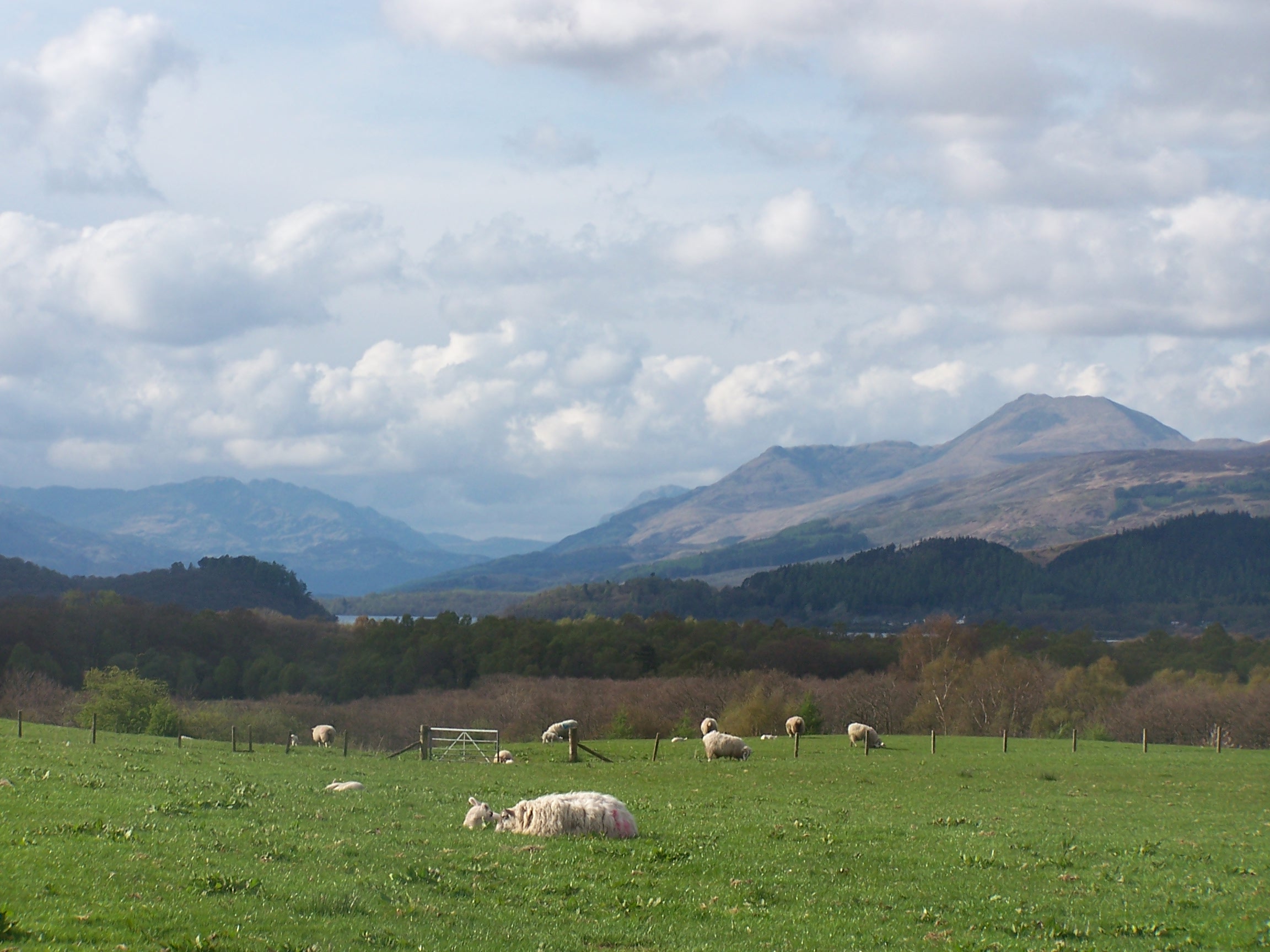Looking Back at Ben Lomond