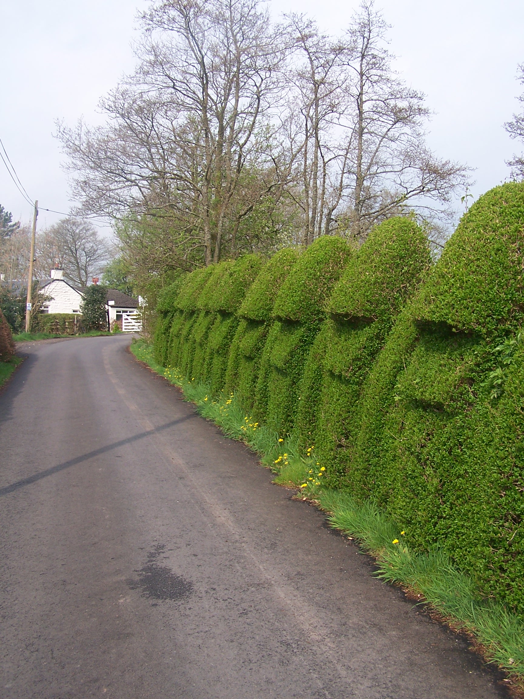 Hedge near Gartocharn