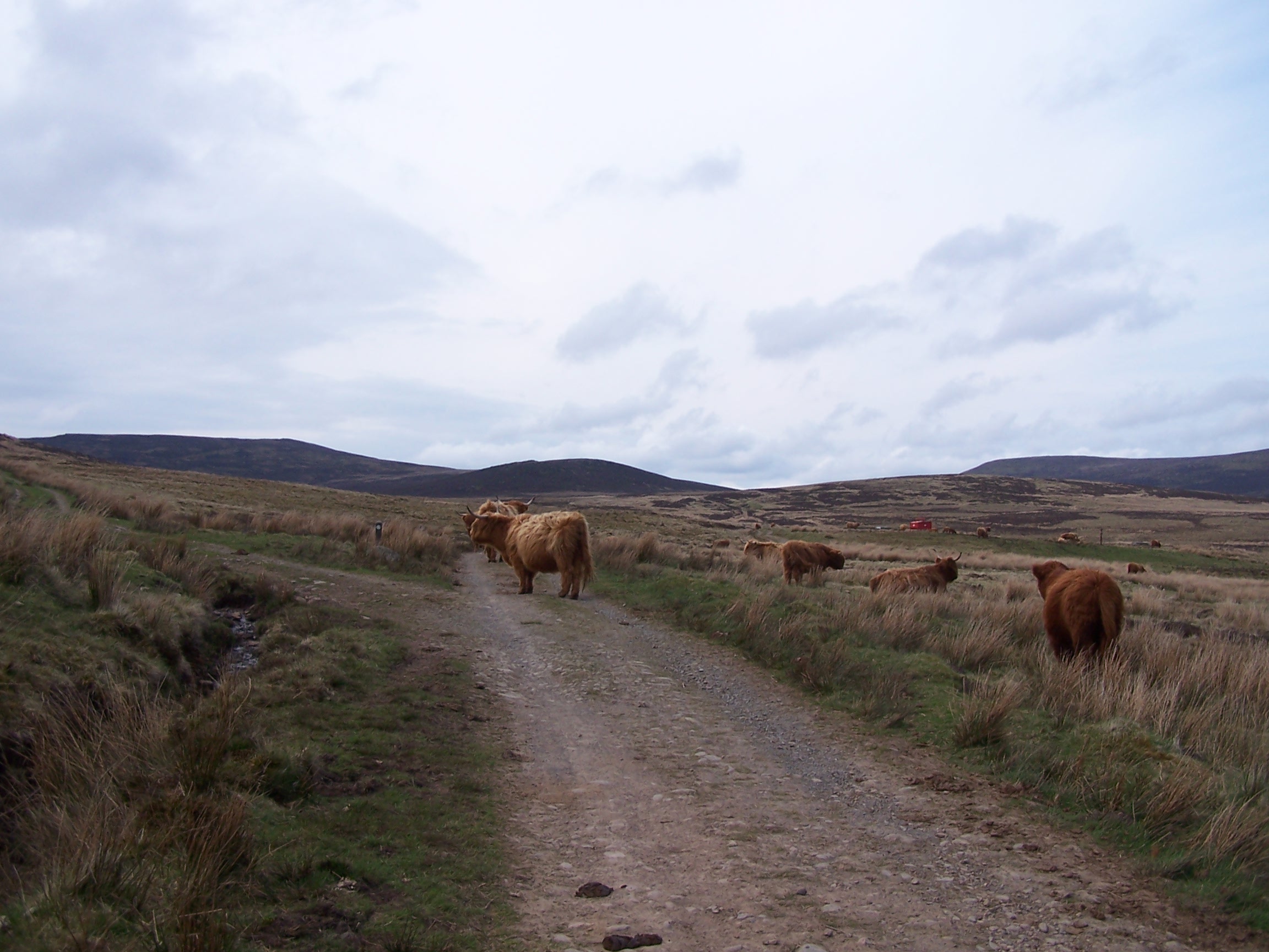 Cattle