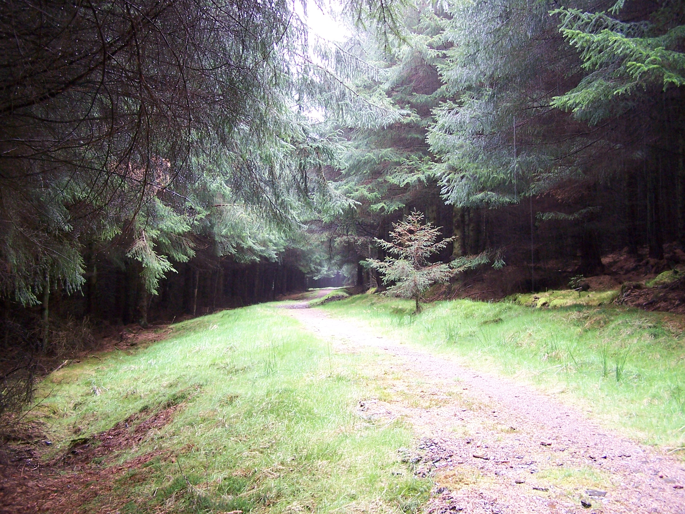 Forest