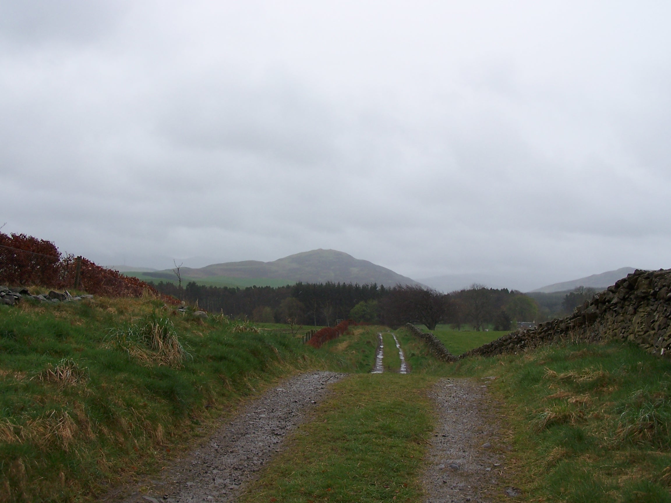White Meldon