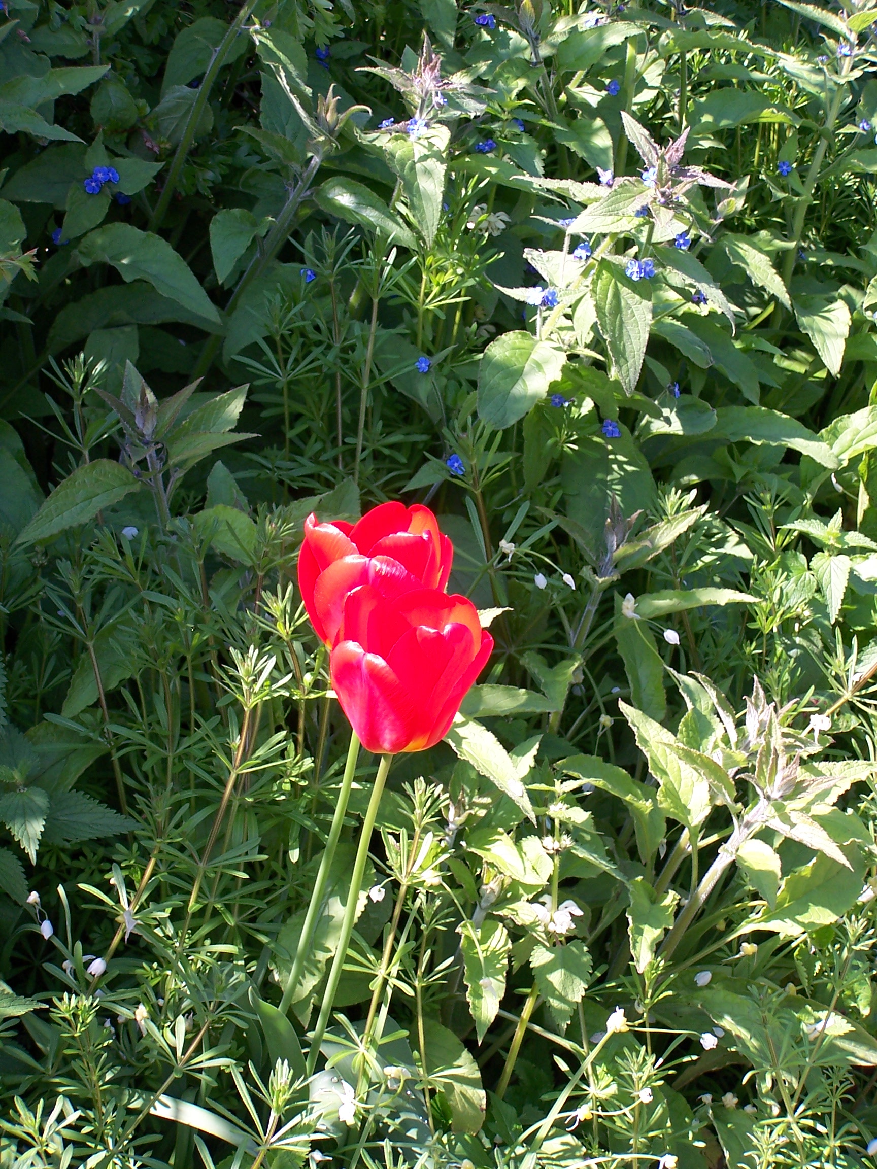 Wild flowers
