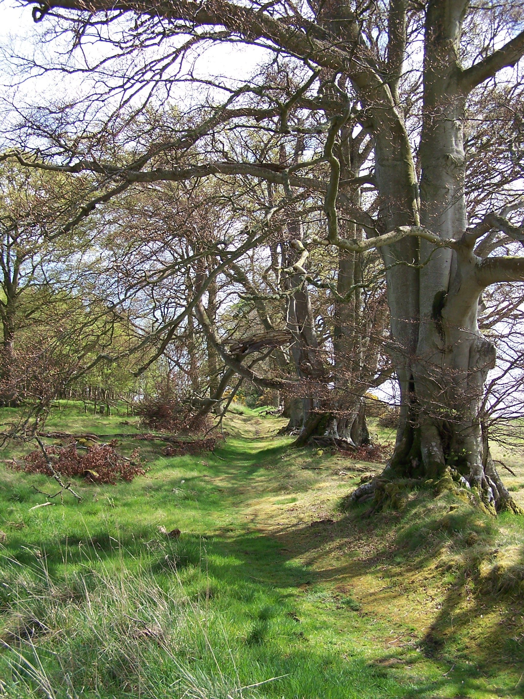 Dere Street
