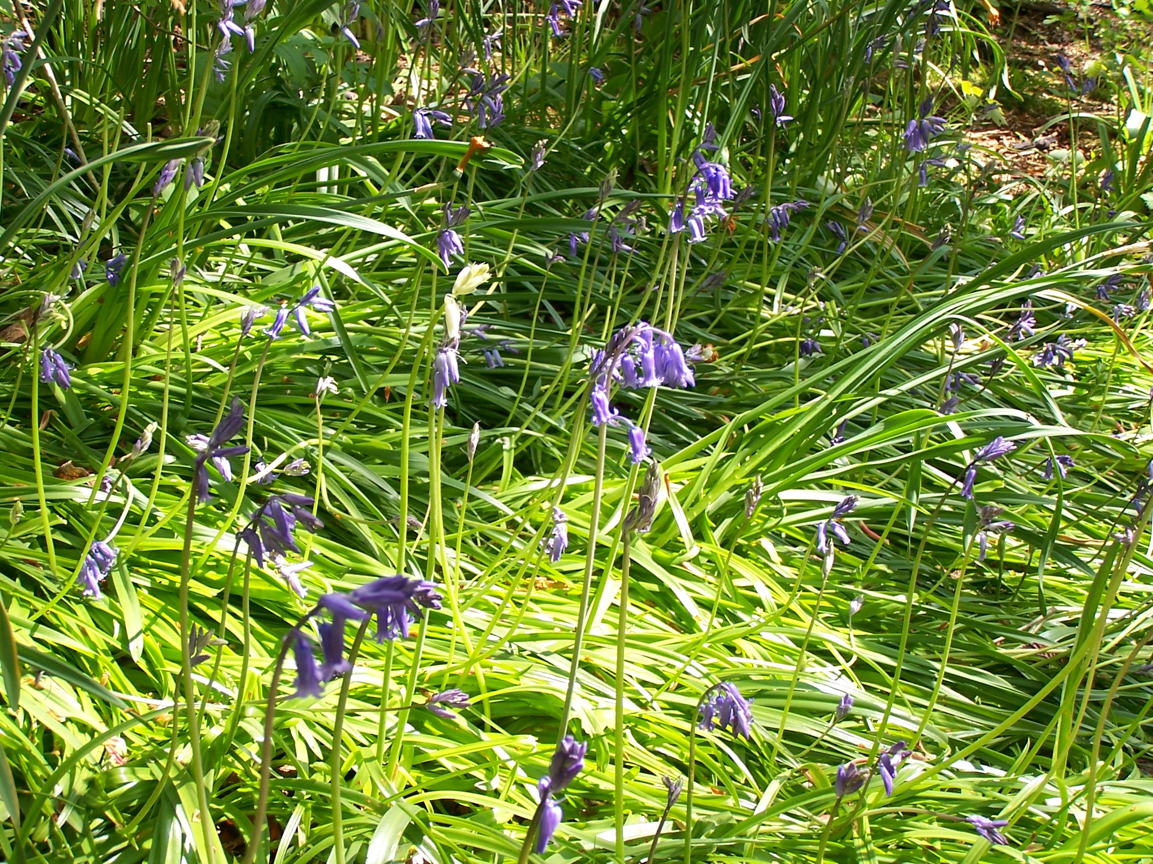 Bluebells