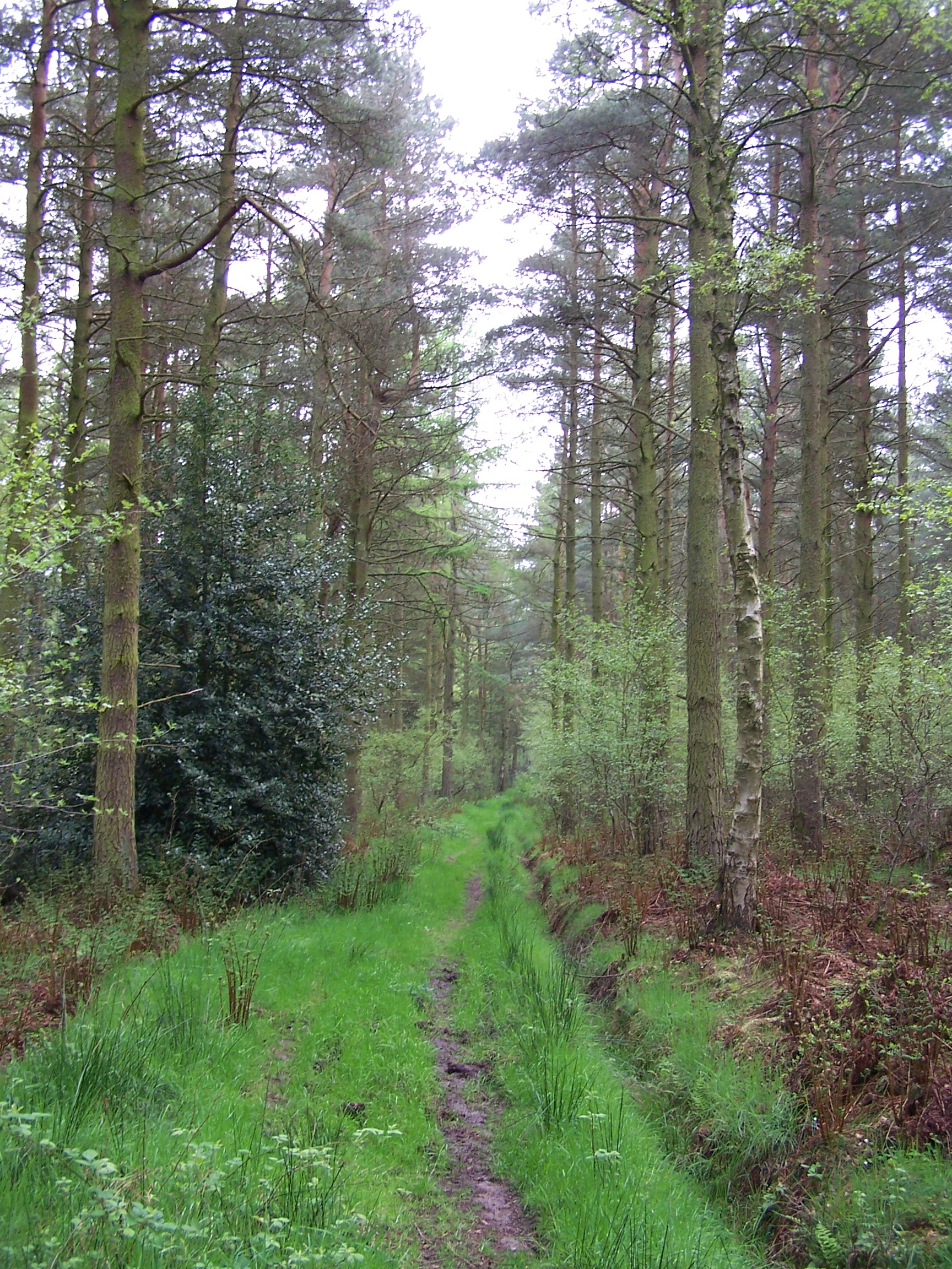 Roman Wood