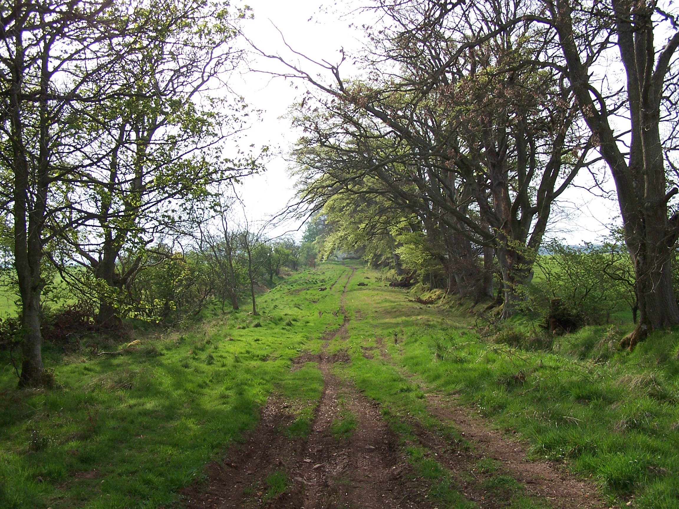 Dere Street