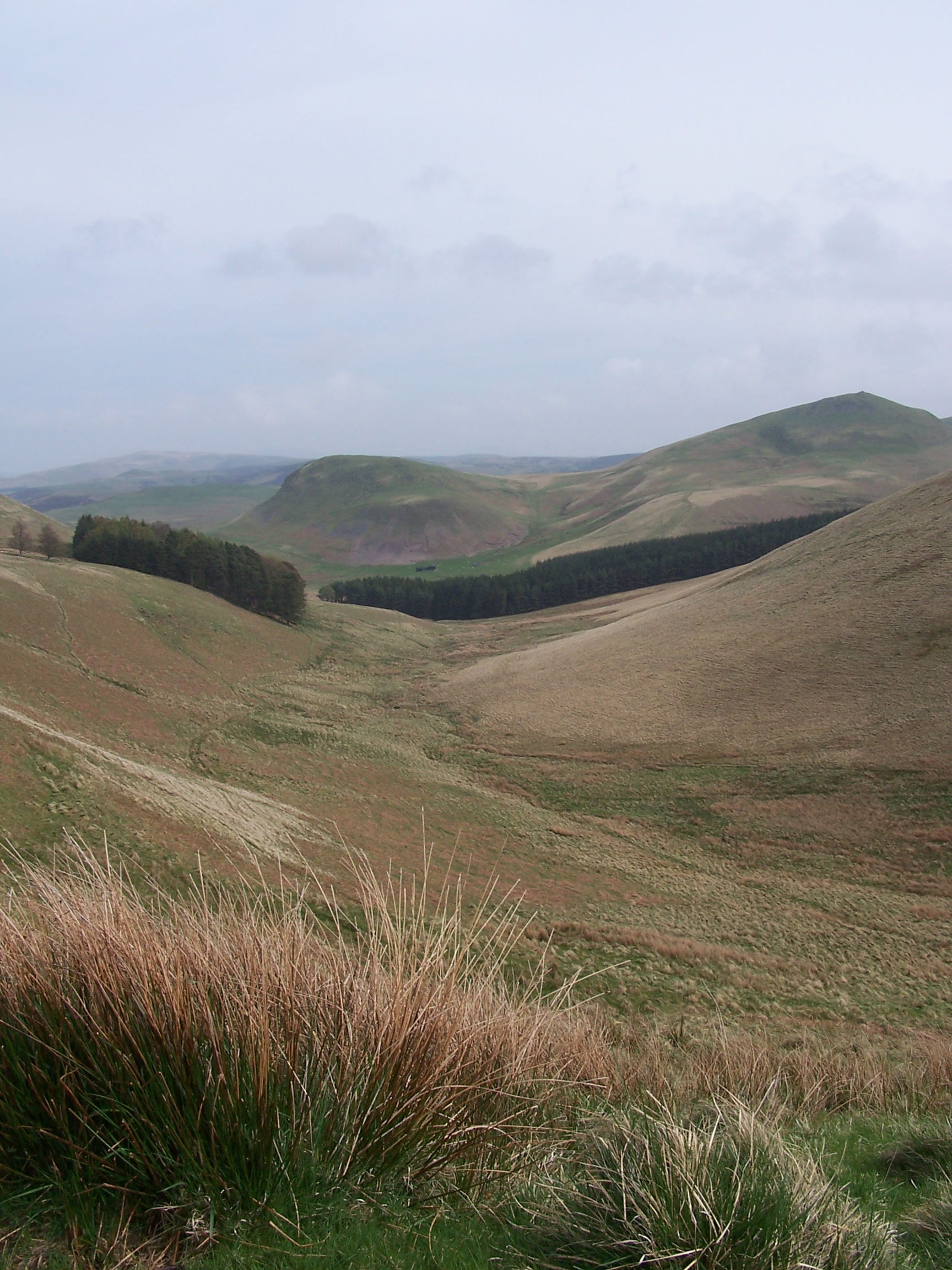 Cheviots