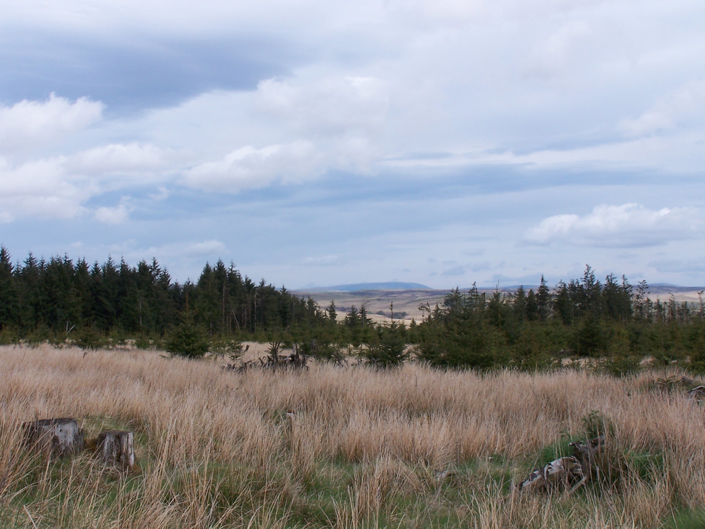 Looking back at the Cheviot