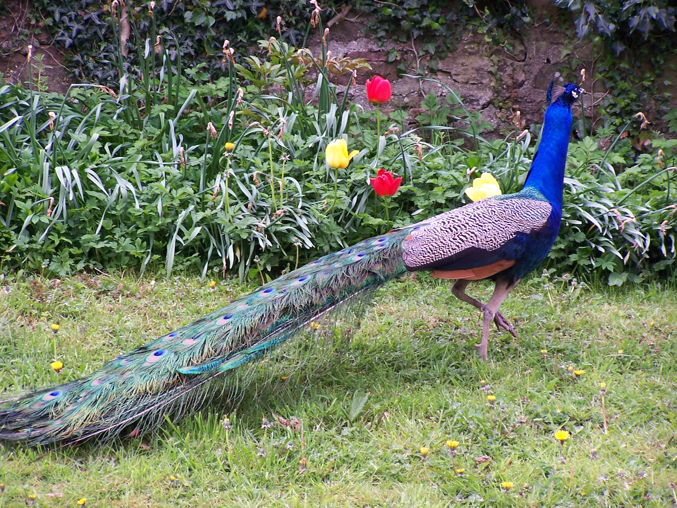 Peacock just crossed the road