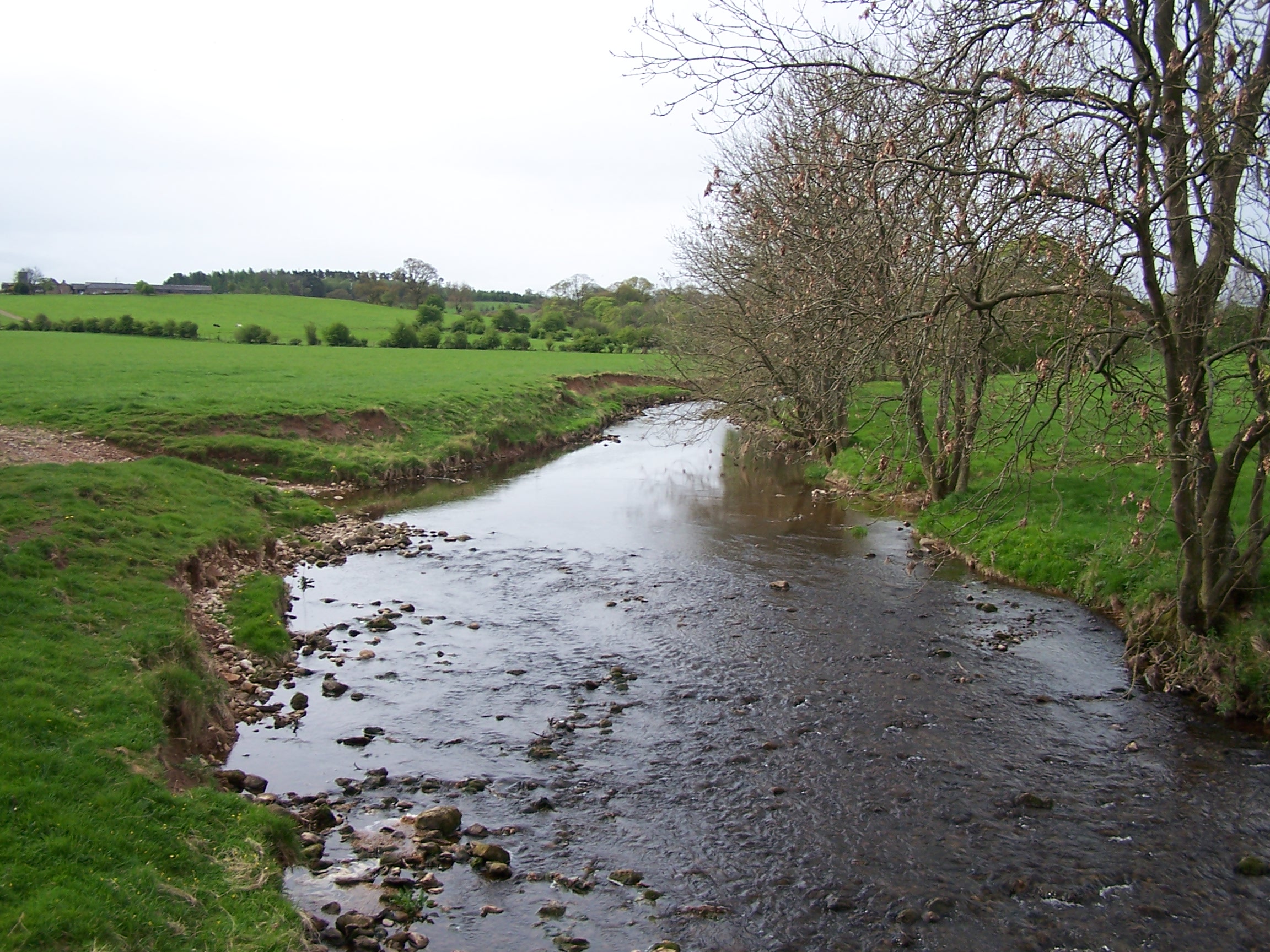 Hoff Beck