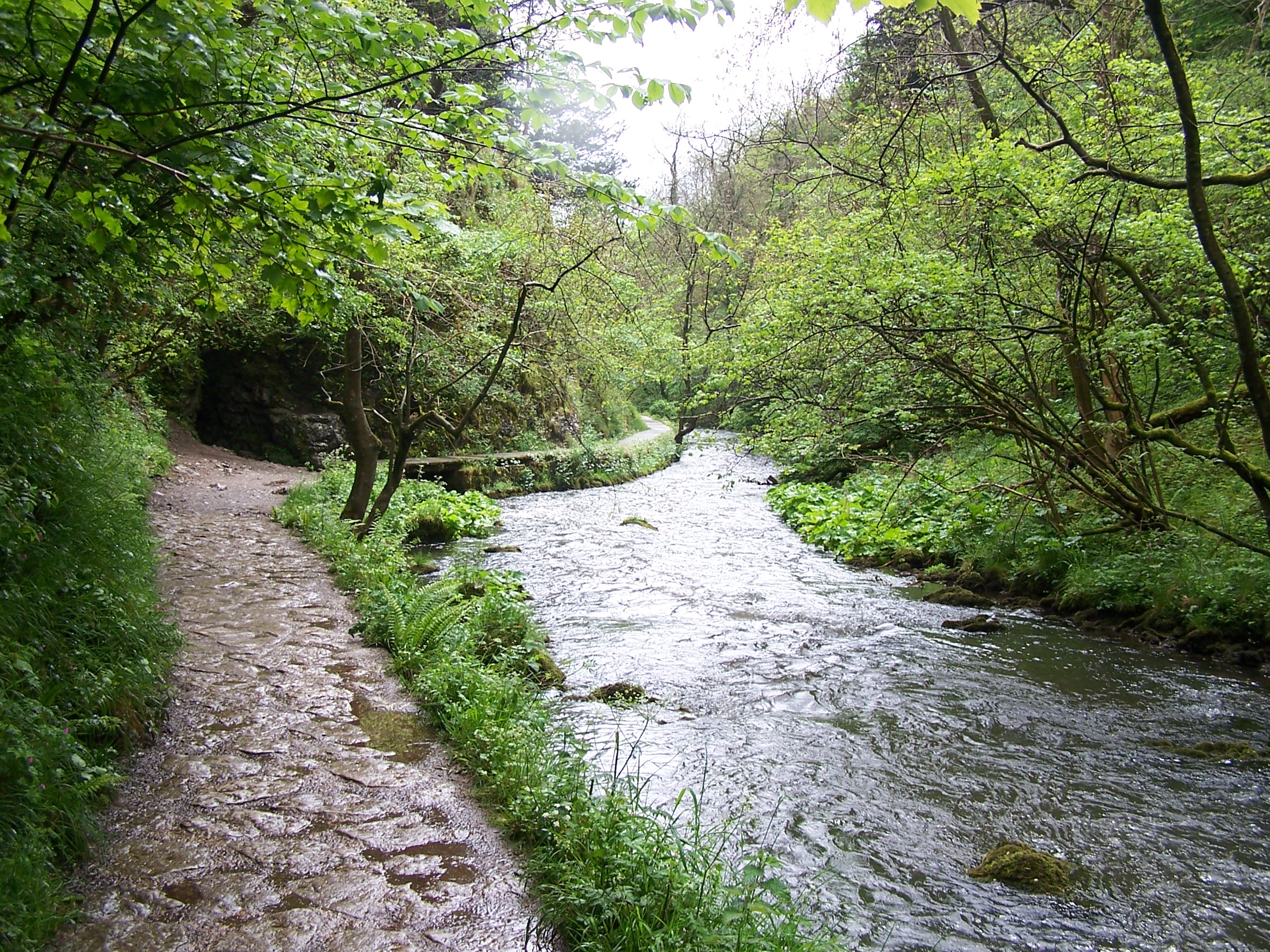 River Dove