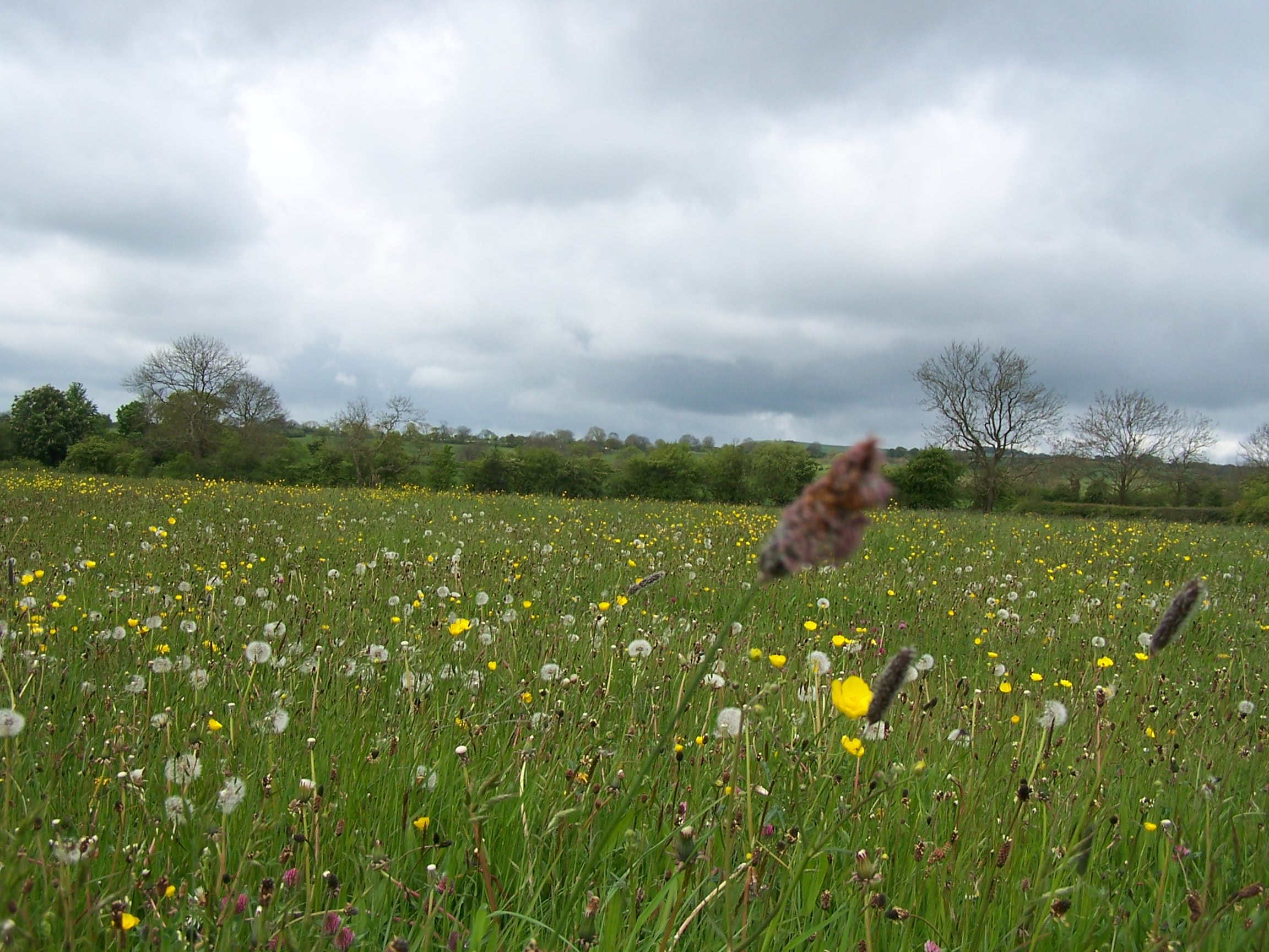 Field Paths