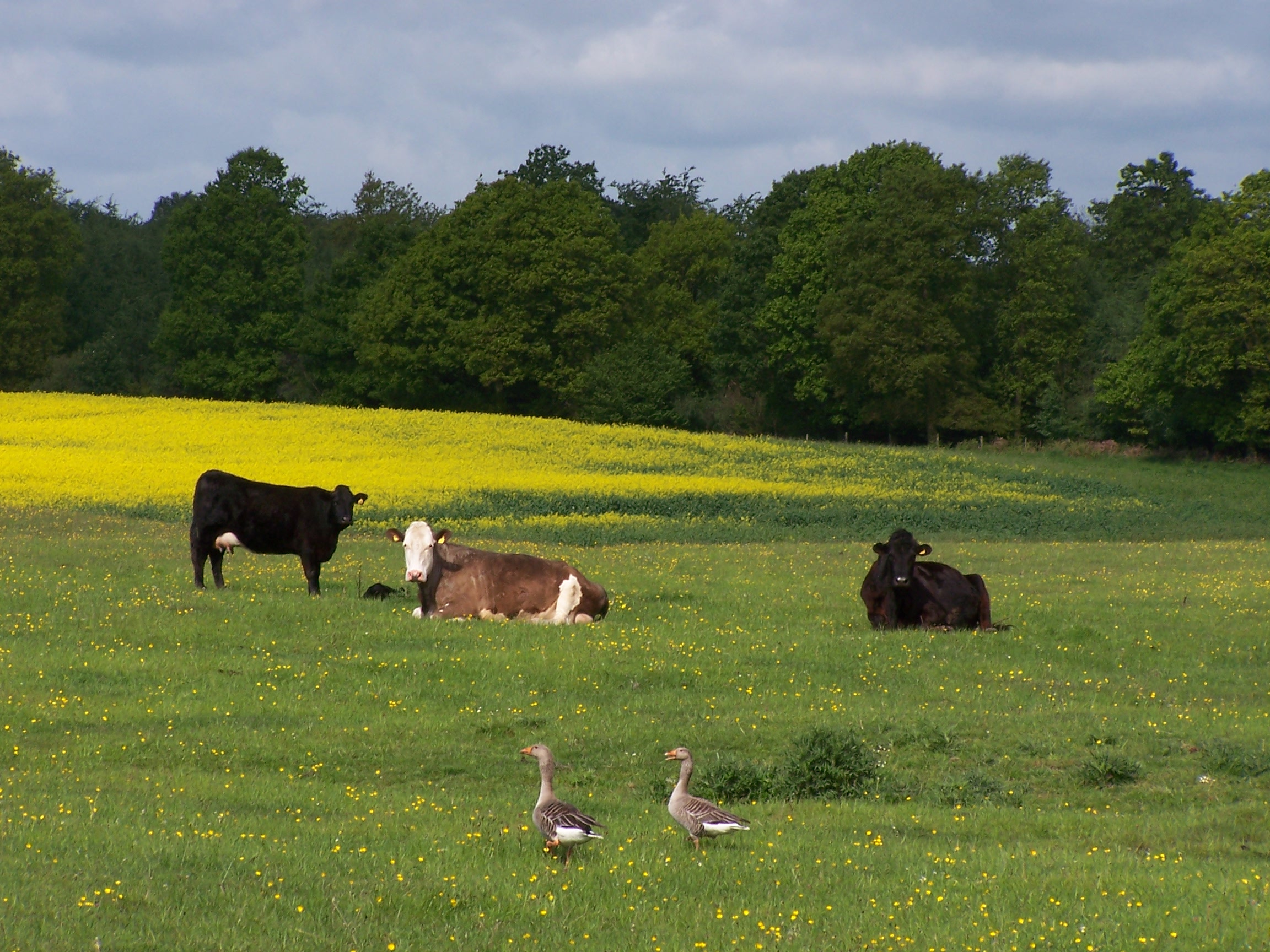 Wildlife