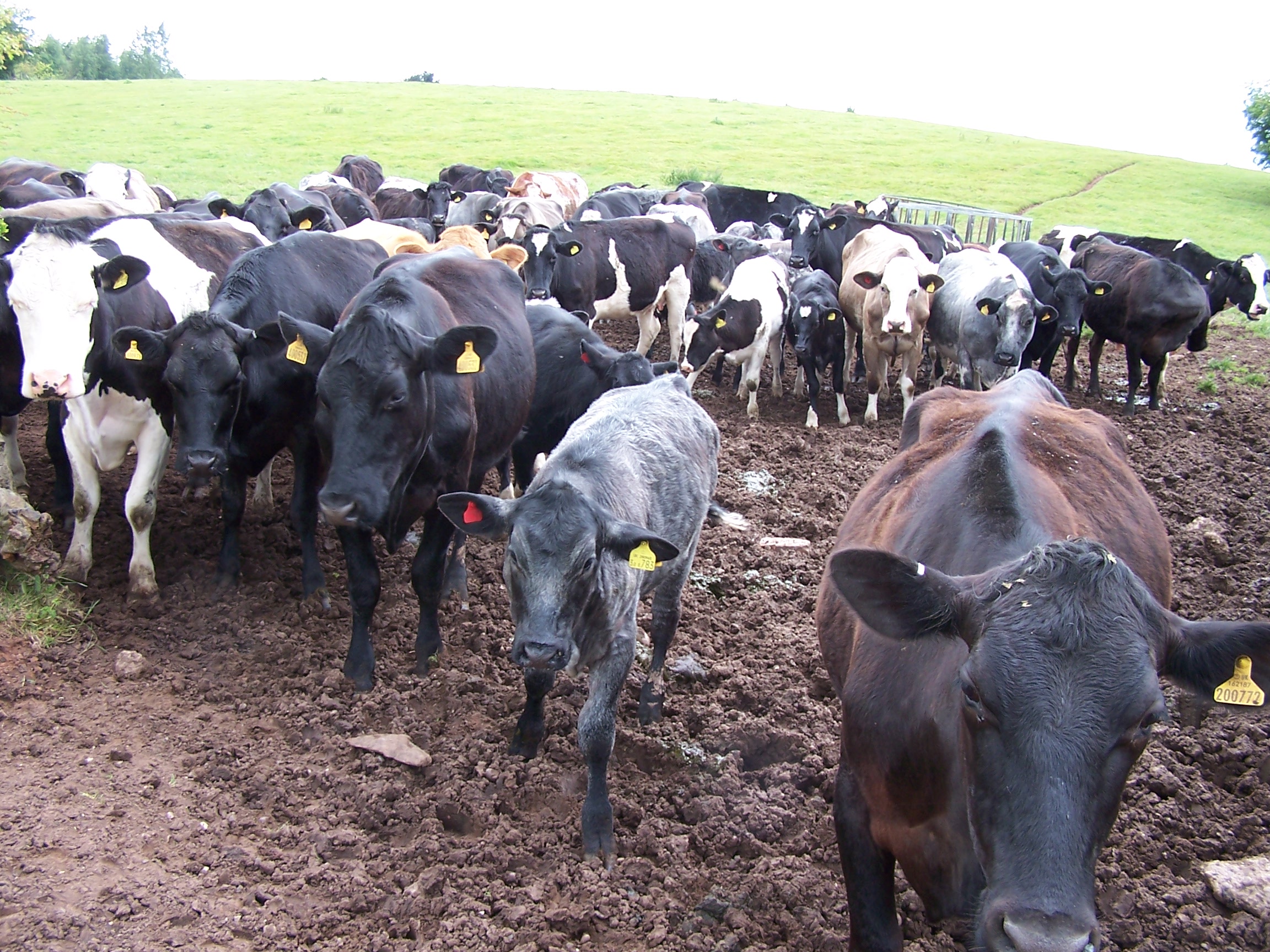 Unhappy Cows