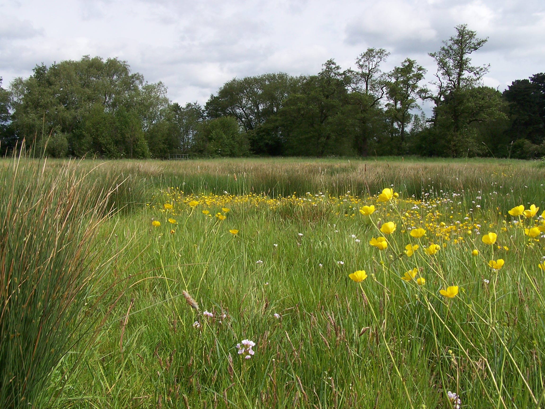 Field Field