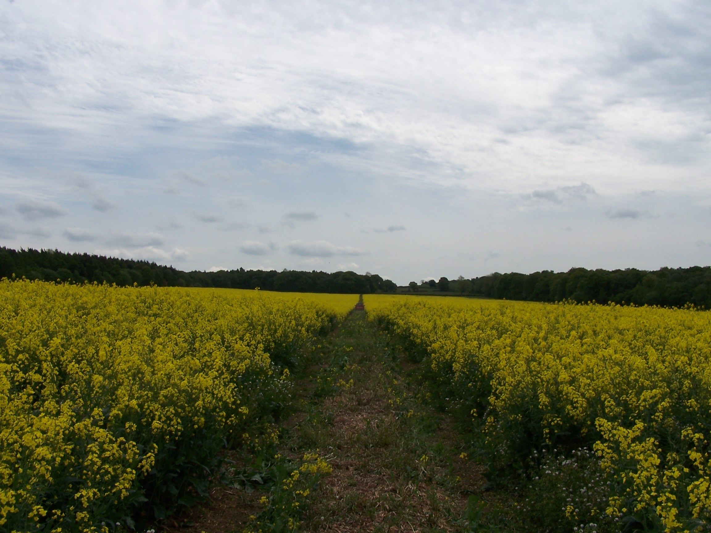 More field paths