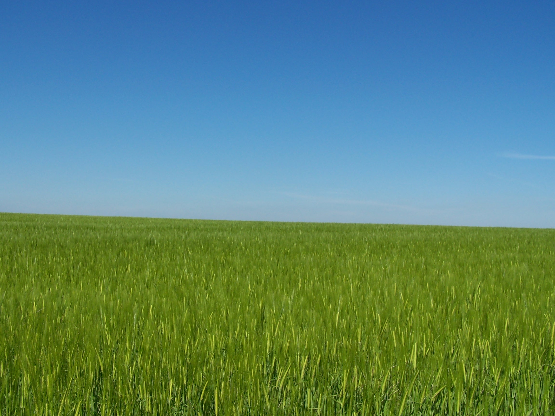 Fields Fields