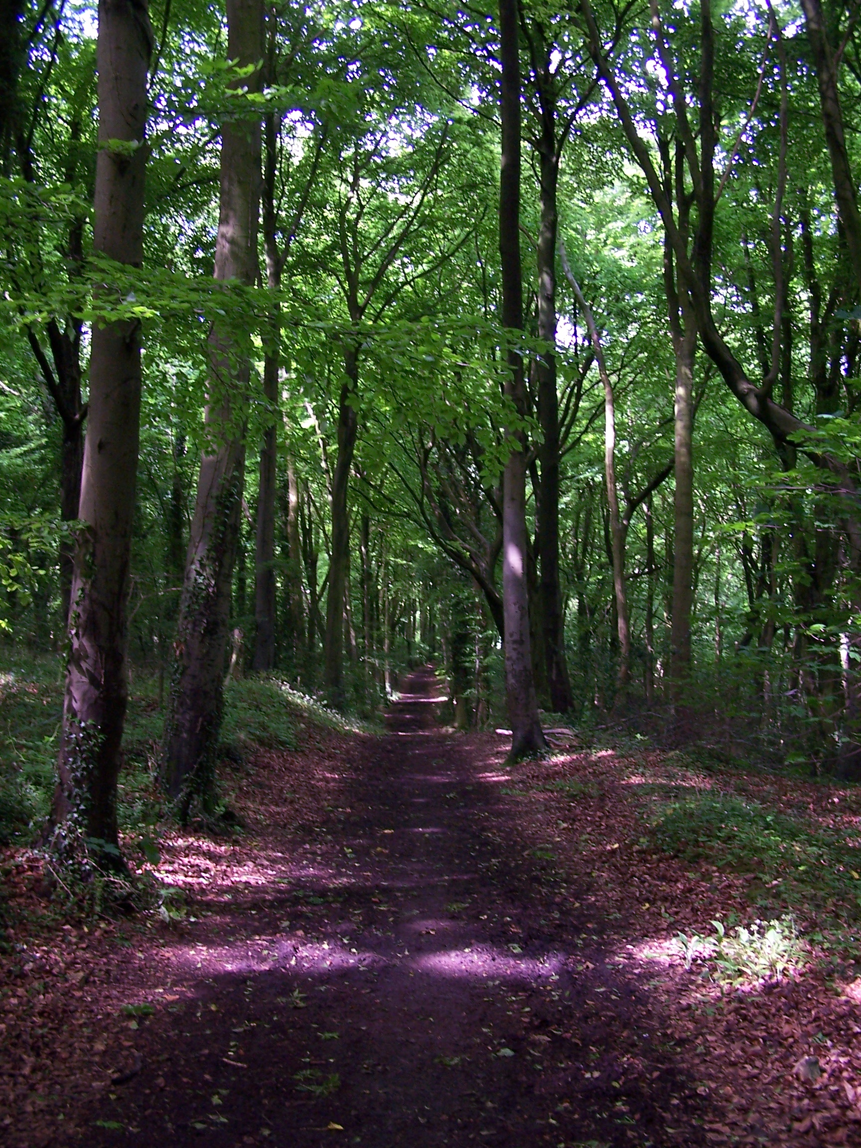Standish Wood