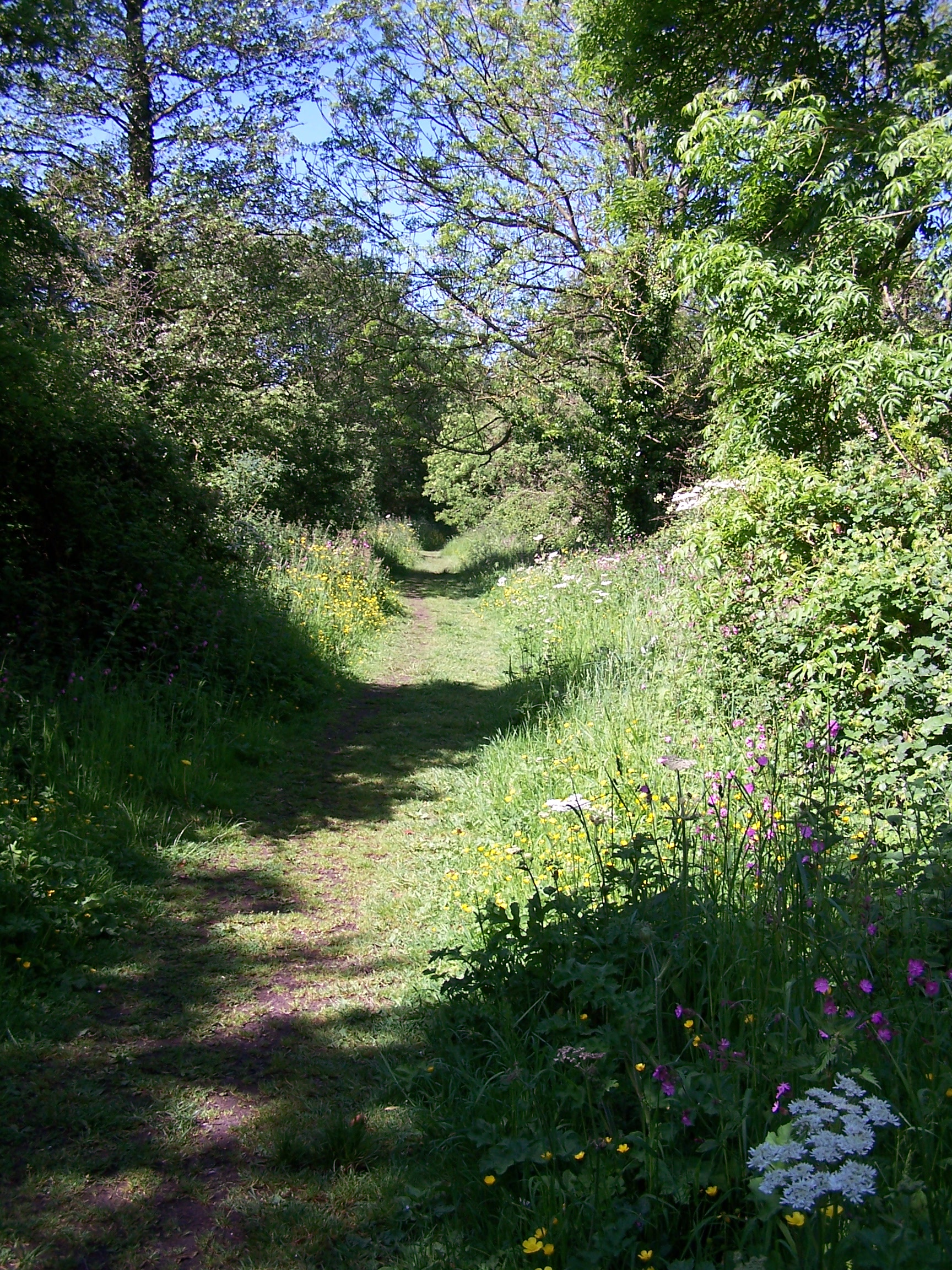 Limestone Link Track