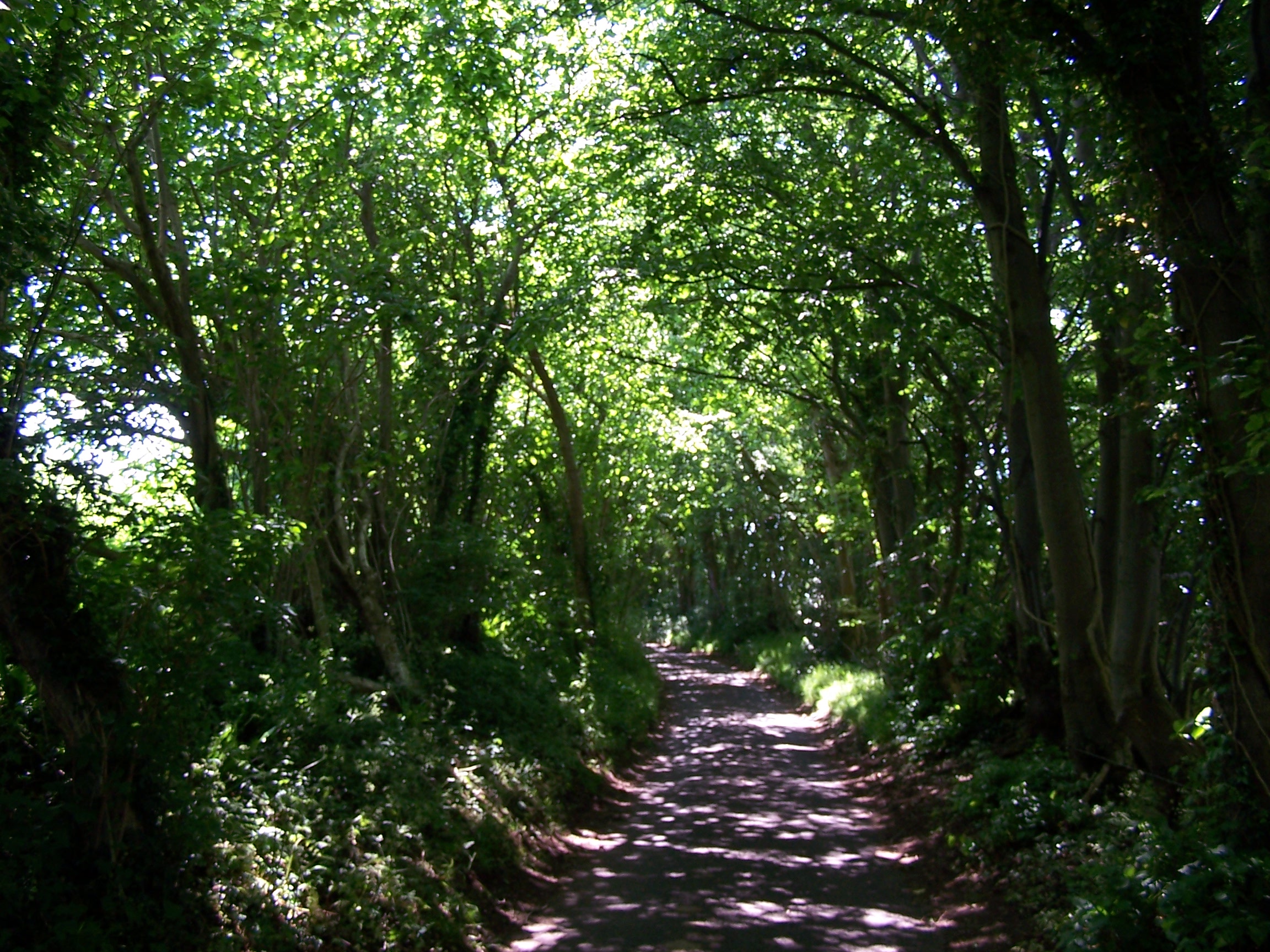 Shady Lanes