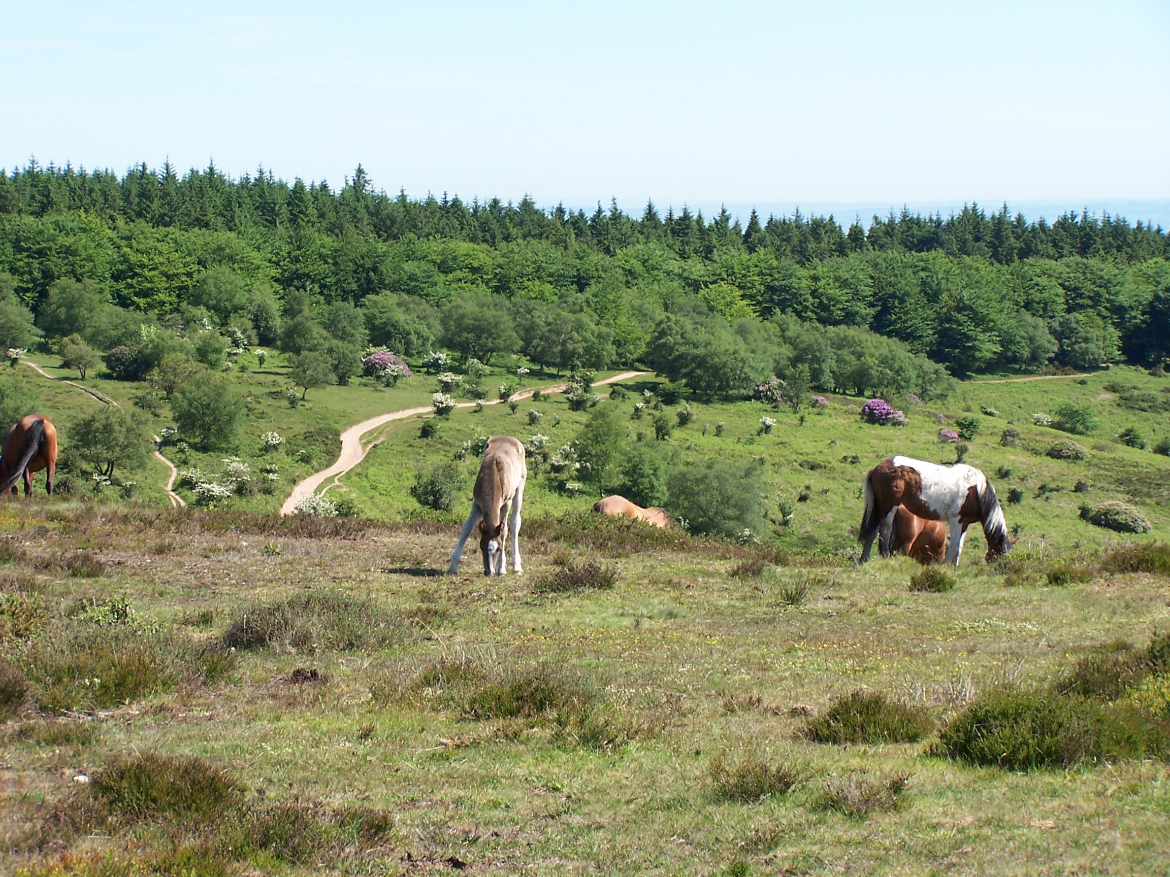 Horses on the Quantocks