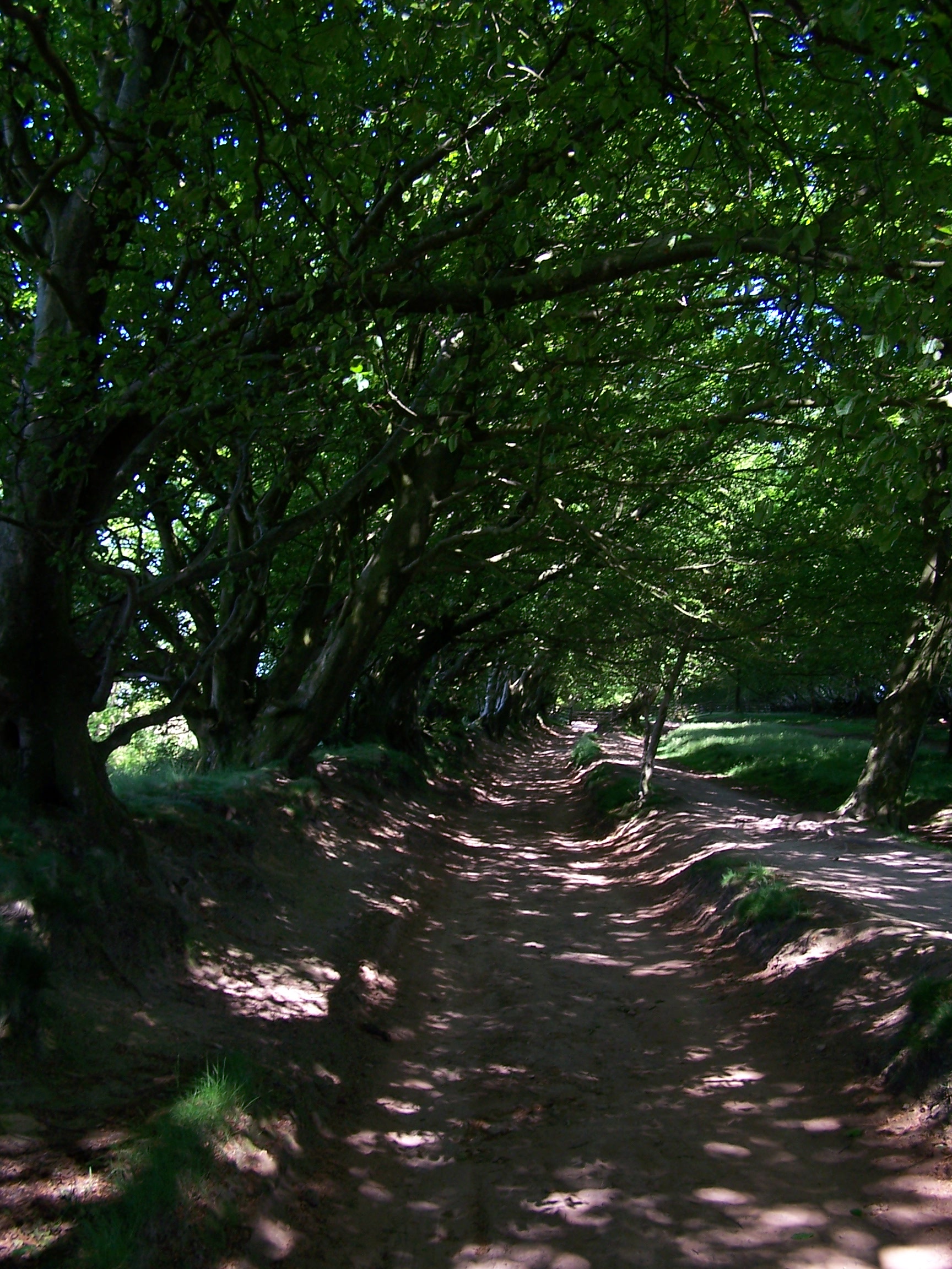 Ancient Track