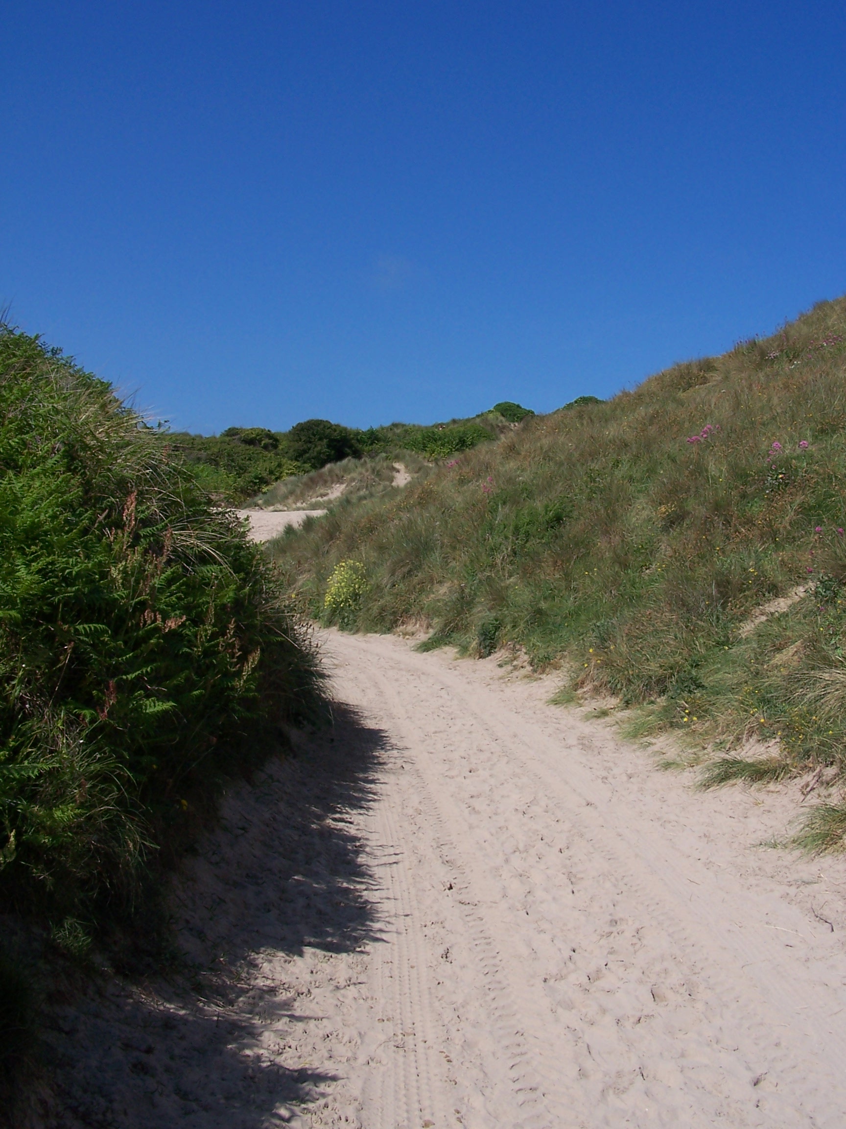 Dune Paths